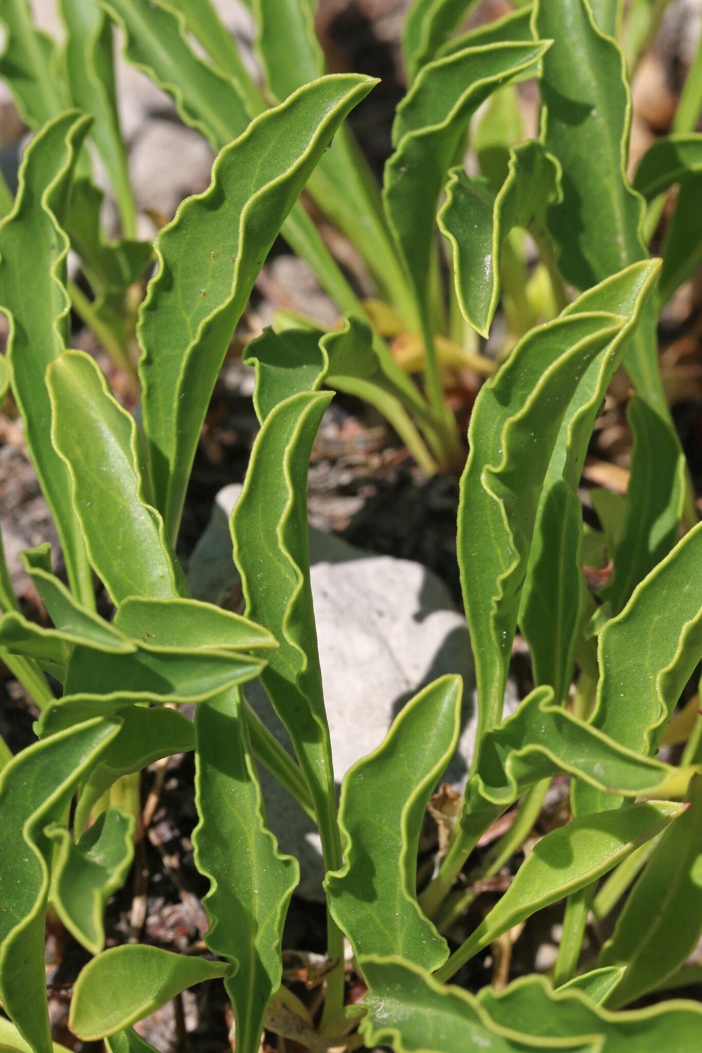 Image of compact penstemon