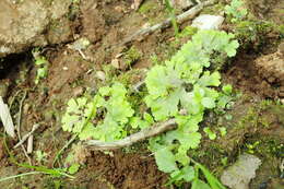 Image of Conocephalum japonicum (Thunb.) Grolle