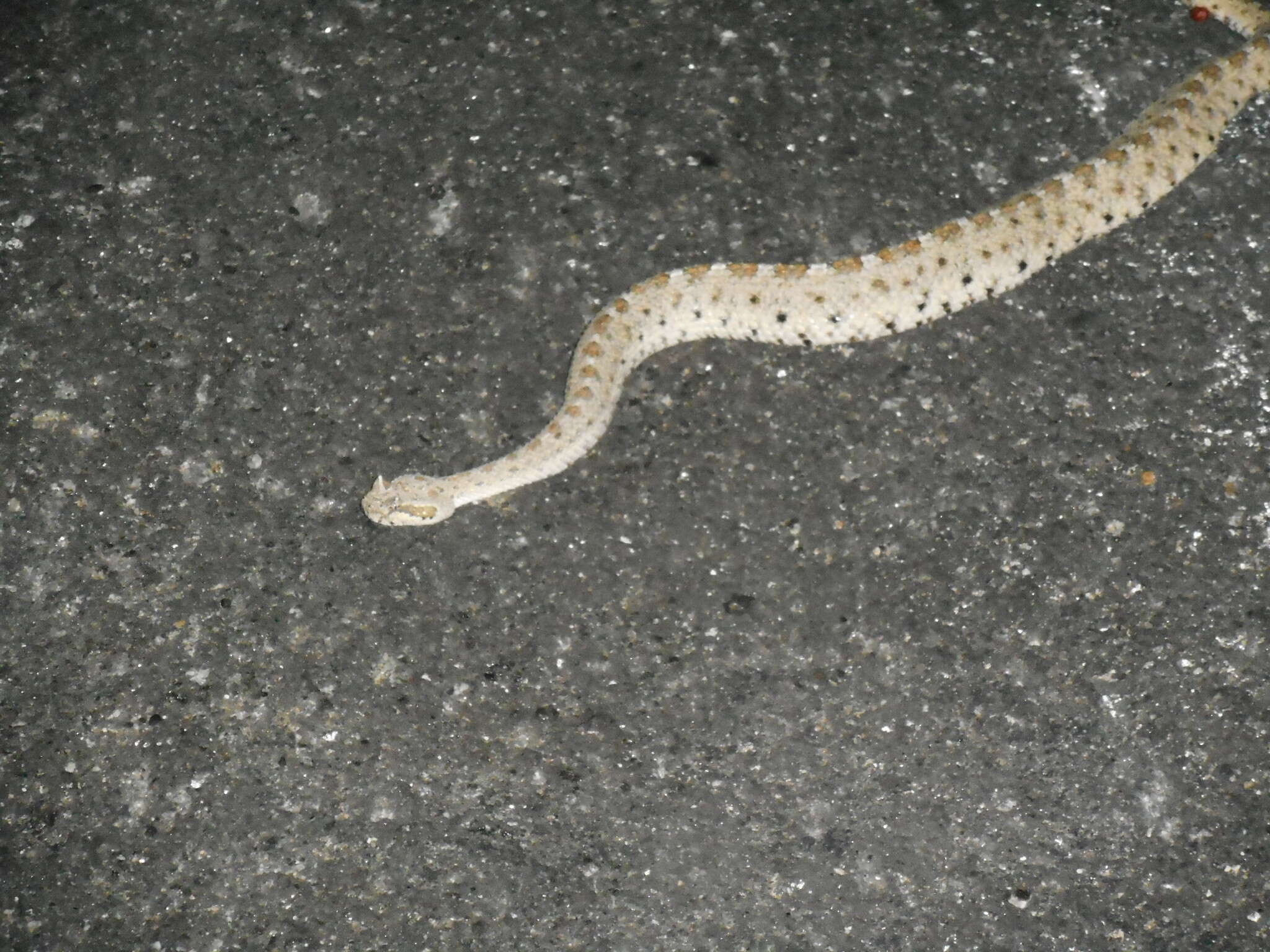 Image of Crotalus cerastes laterorepens Klauber 1944