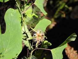 Passiflora mexicana A. Juss. resmi