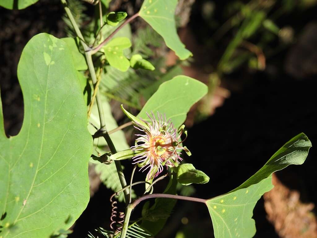 Image of Mexican passionflower