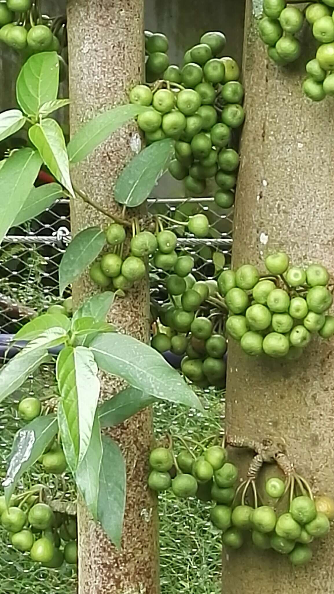 Sivun Ficus fistulosa Reinw. ex Bl. kuva