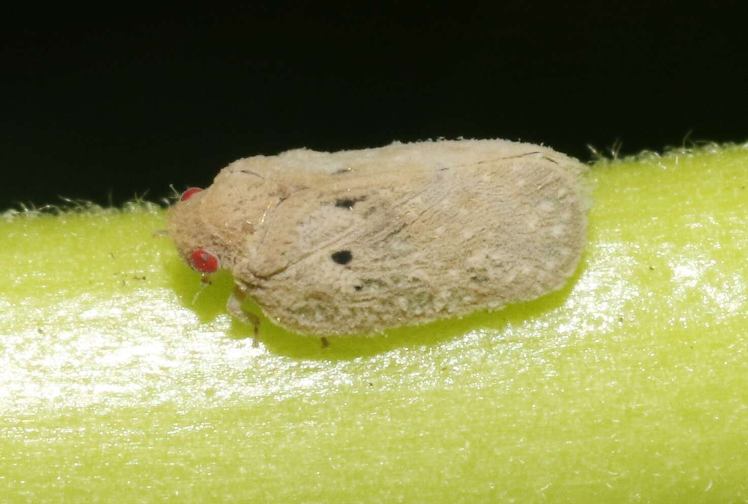 Image of Puerto rican planthopper