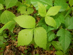 Image of honewort