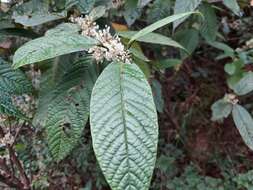 Image of Maesa rugosa C. B. Cl.