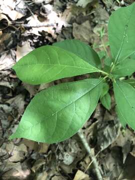 Image of northern spicebush