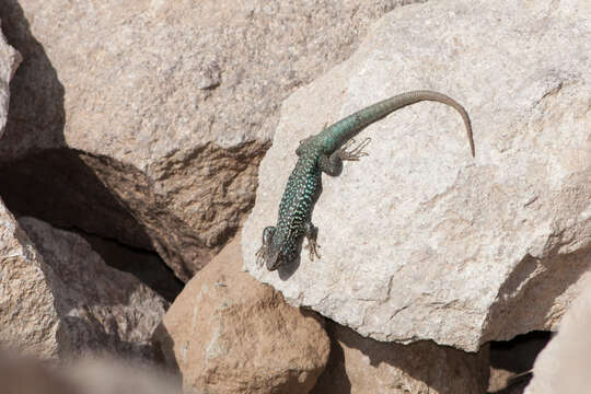 Image of Black-green Tree Iguana