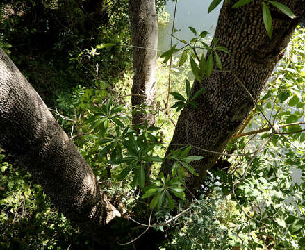 Image of Quinine tree