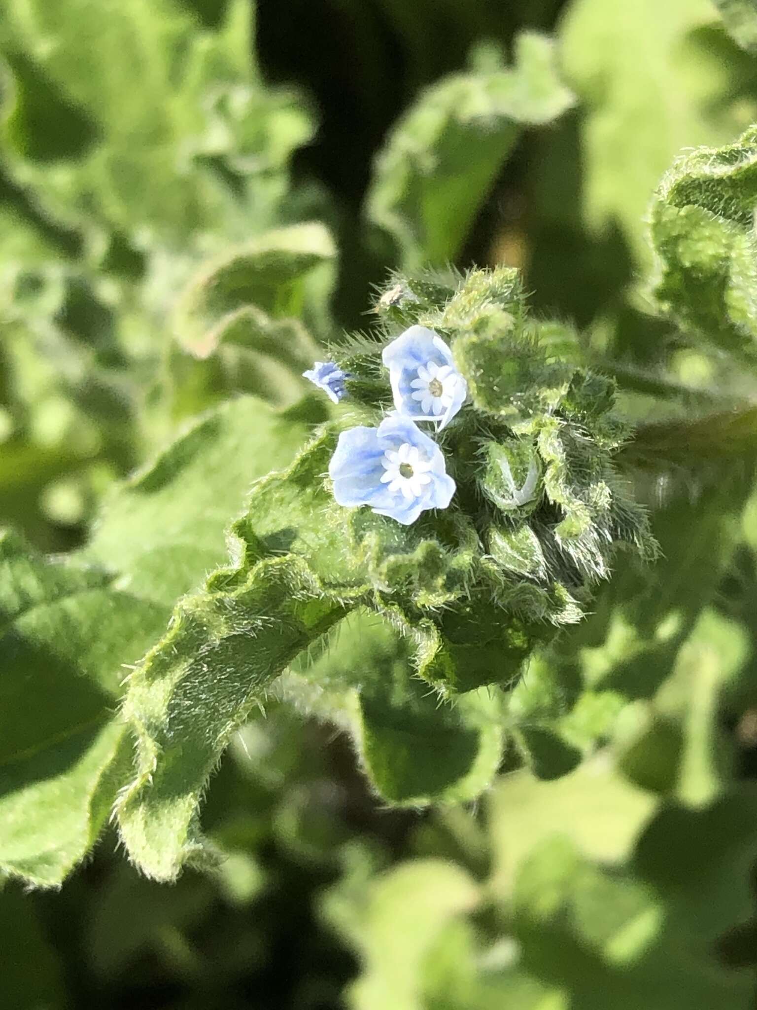 Image of Bothriospermum chinense Bunge