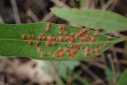 Image of Eucalyptus gall wasp