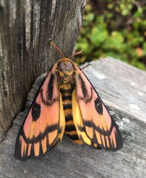 Image of Western Sheepmoth