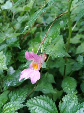 Image of Impatiens uniflora Hayata