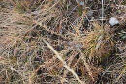 Image of Caragana stenophylla Pojark.