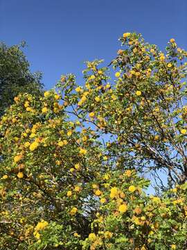 Image of littleleaf leadtree