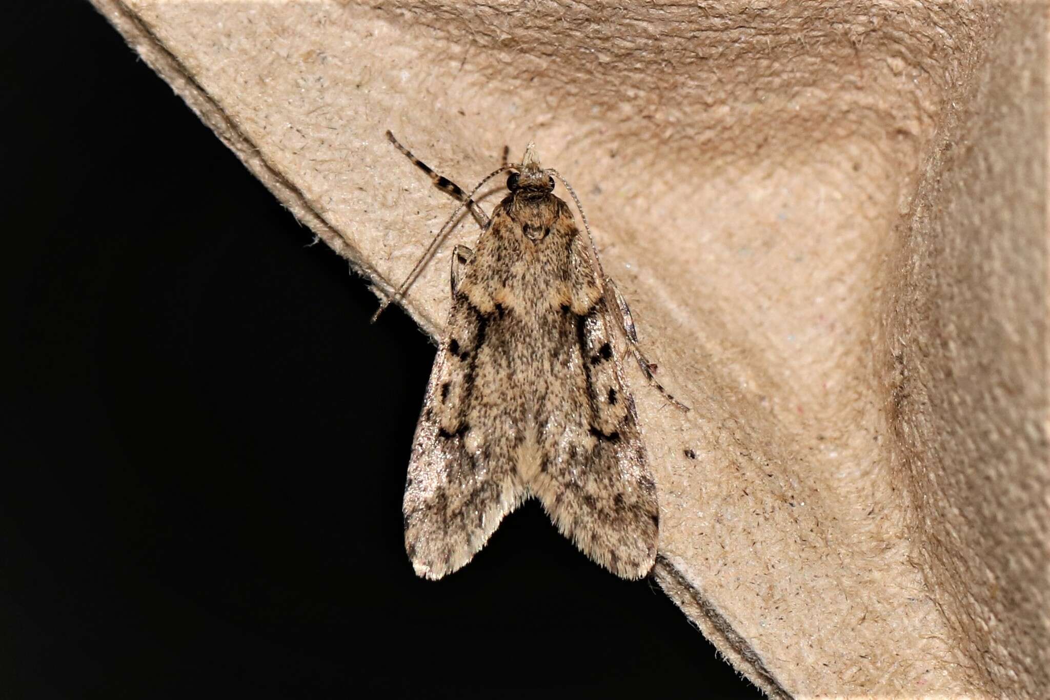 Image of March Tubic