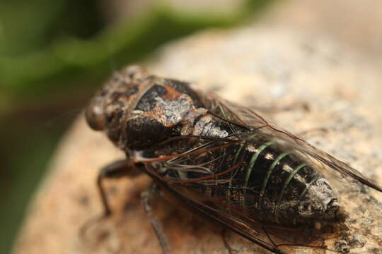 Image of clay bank cicada