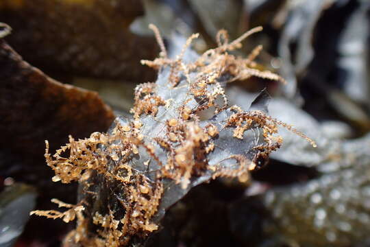 Image of garland hydroid