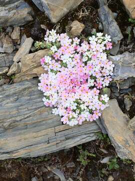 Image of Androsace alpina (L.) Lam.