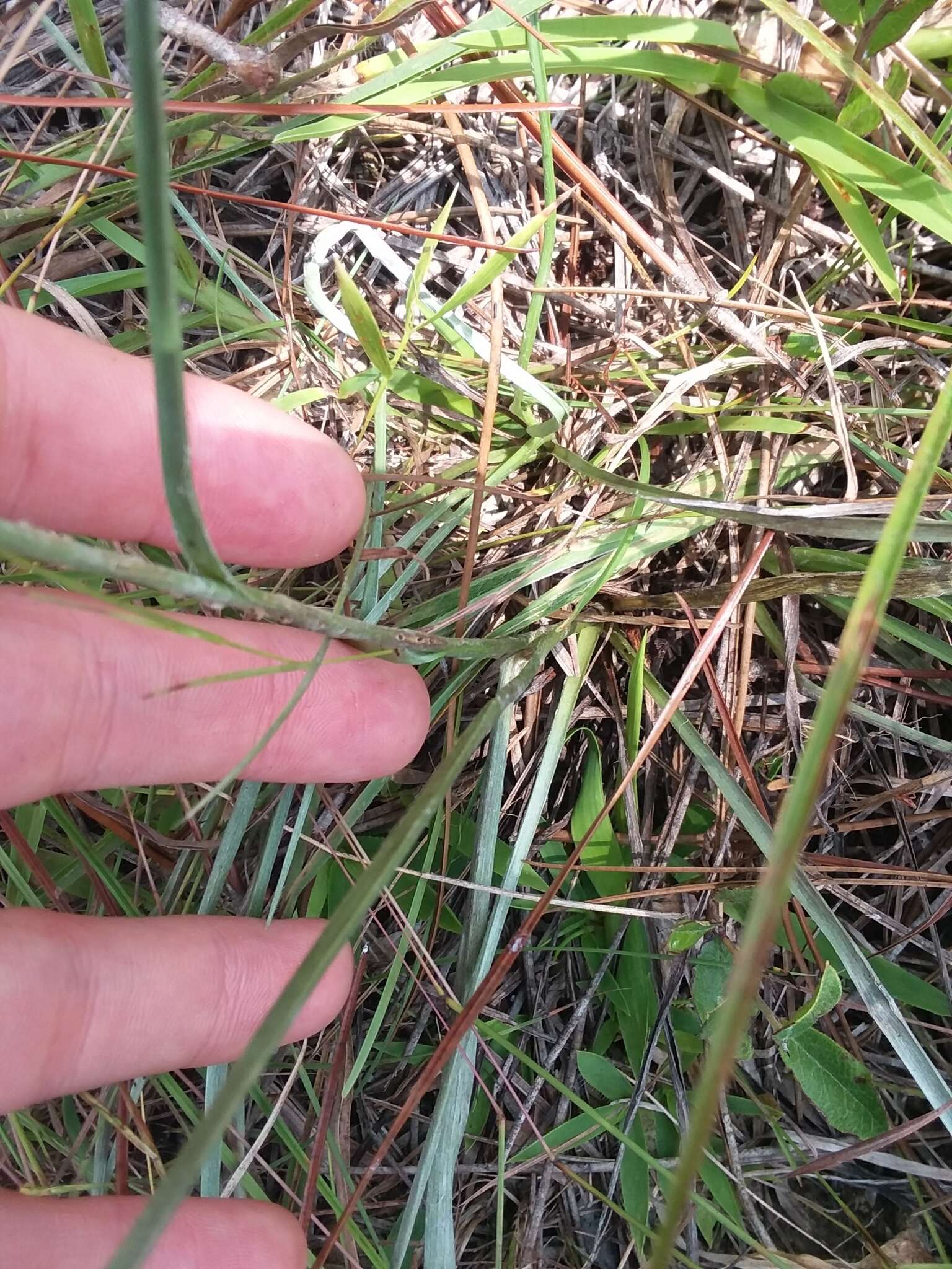 Image of Carolina silkgrass