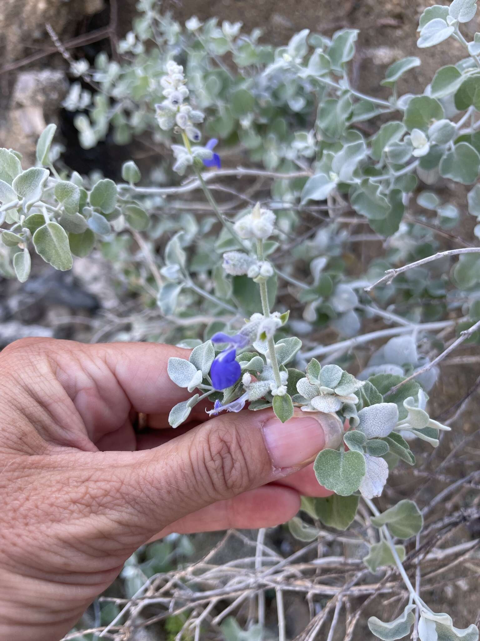 Imagem de Salvia cedrosensis Greene