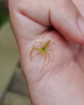 Image of Lyssomanes bitaeniatus Peckham, Peckham & Wheeler 1889