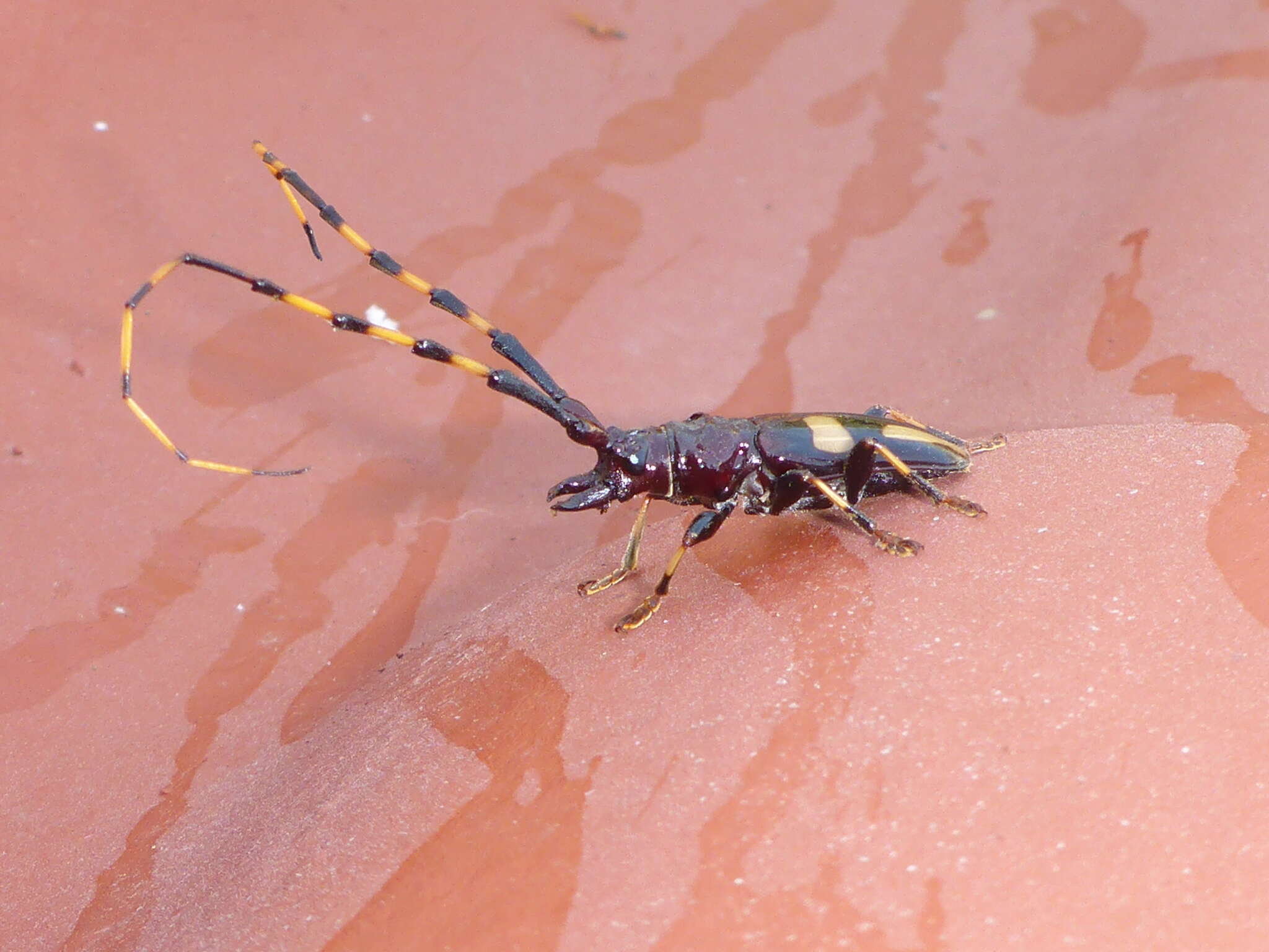 Trachyderes (Dendrobias) mandibularis (Dupont 1834) resmi