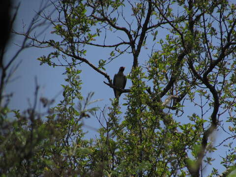 Image of Greater Honeyguide