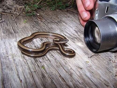 Image of Black-striped Snake