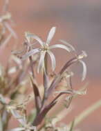 Image of Lapeirousia littoralis Baker