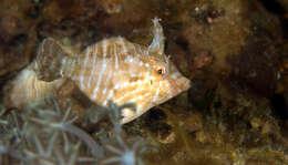 Image of Flower-coral Filefish