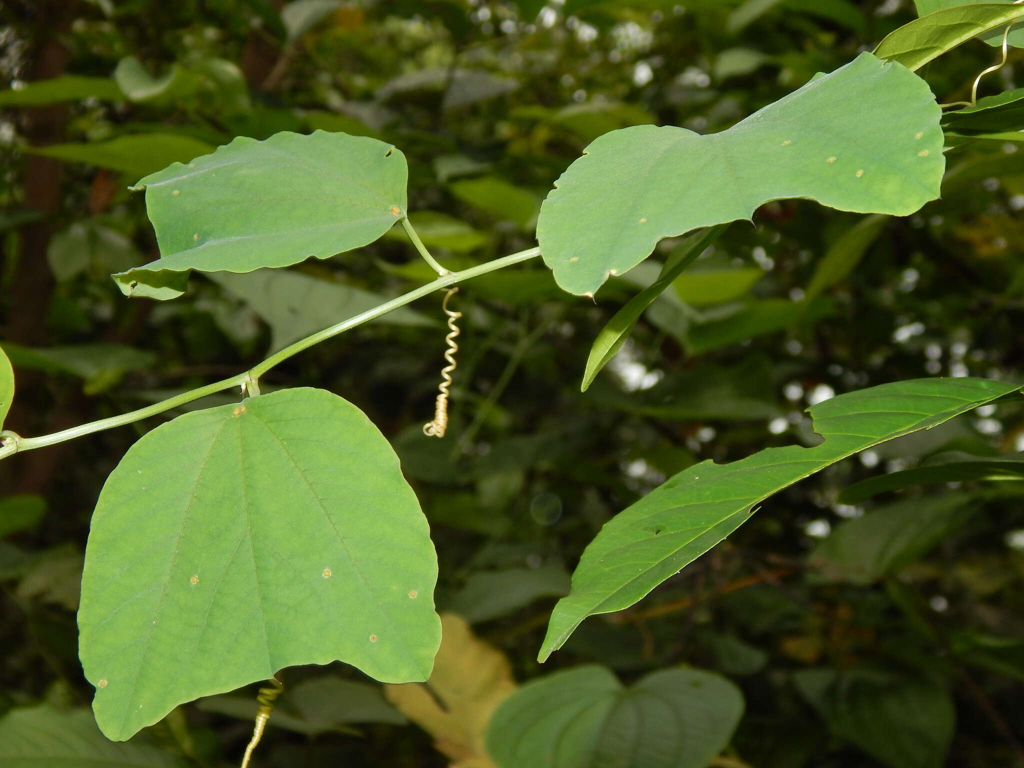 Imagem de Passiflora micropetala Mast.