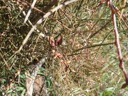 Image of Hakea carinata F. Müll. ex Meissn.