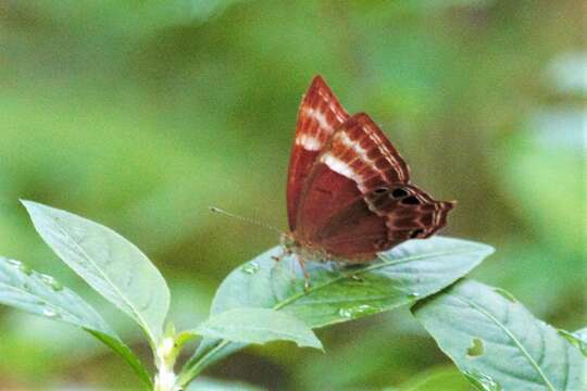 Image of Abisara bifasciata Moore 1877