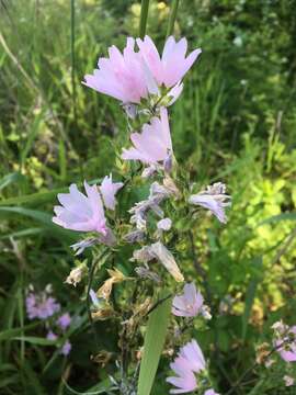 Image of meadow checkerbloom