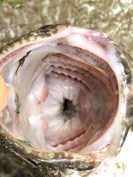 Image of Great sculpin