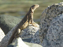 Image of Spotted Chuckwalla