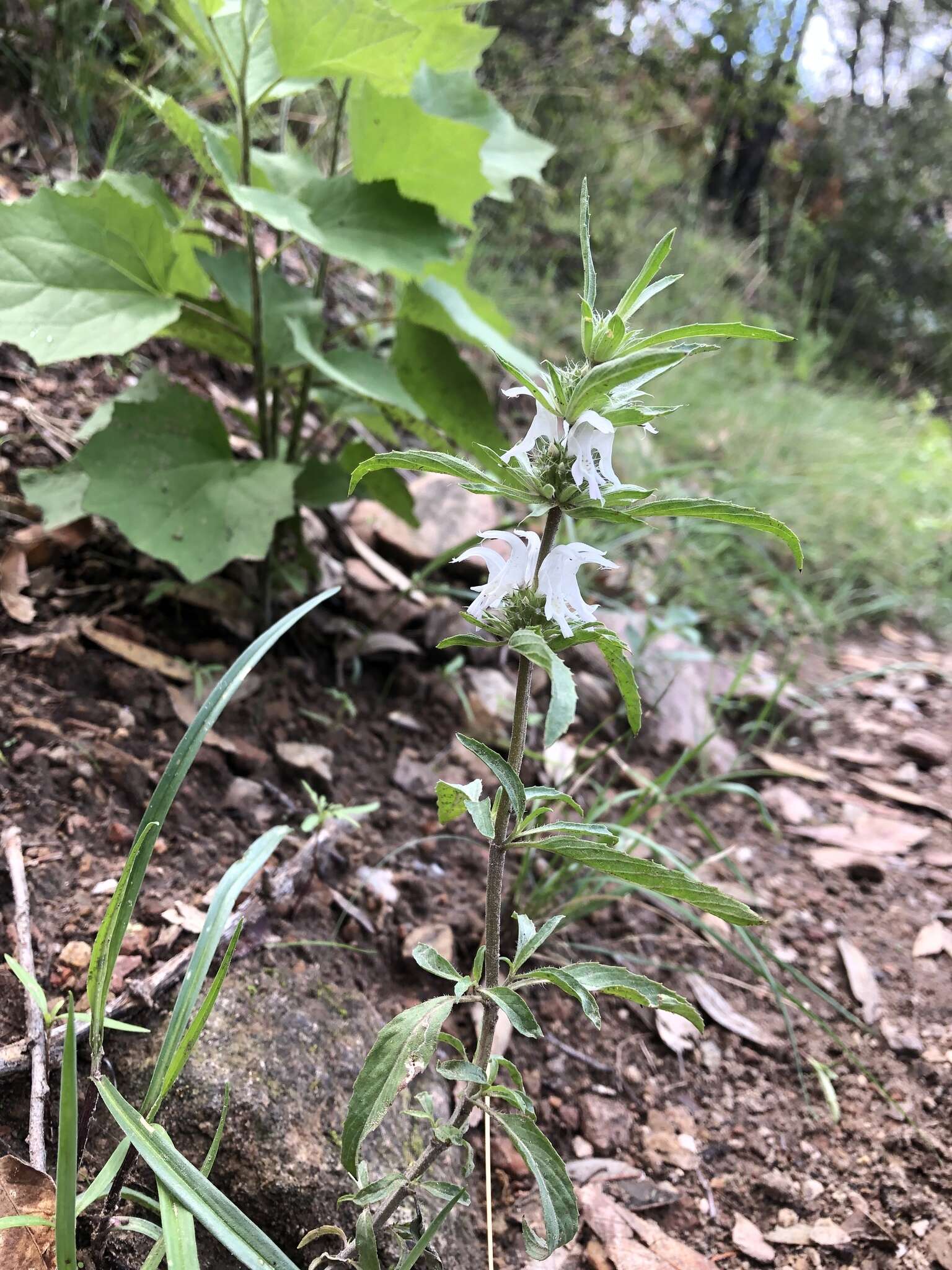 Image of lemon beebalm