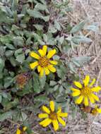 Image of Senecio procumbens Kunth