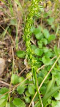 Herminium lanceum (Thunb. ex Sw.) Vuijk resmi