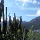 Image of Pilosocereus brasiliensis (Britton & Rose) Backeb.