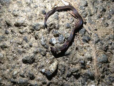 Image de Xylophis captaini Gower & Winkler 2007