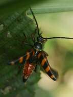 Image of Leptura aurulenta Fabricius 1793