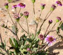 Image de Othonna cakilifolia DC.