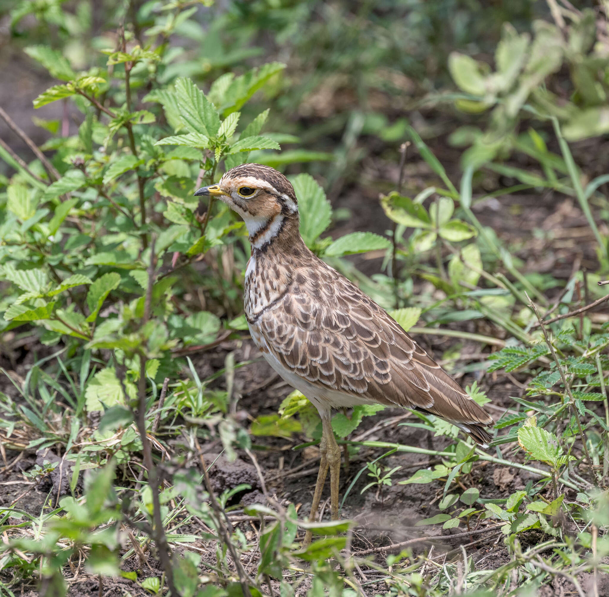 Image of Three-banded Courser