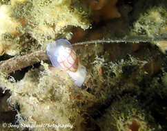 Image of lined bubble snail