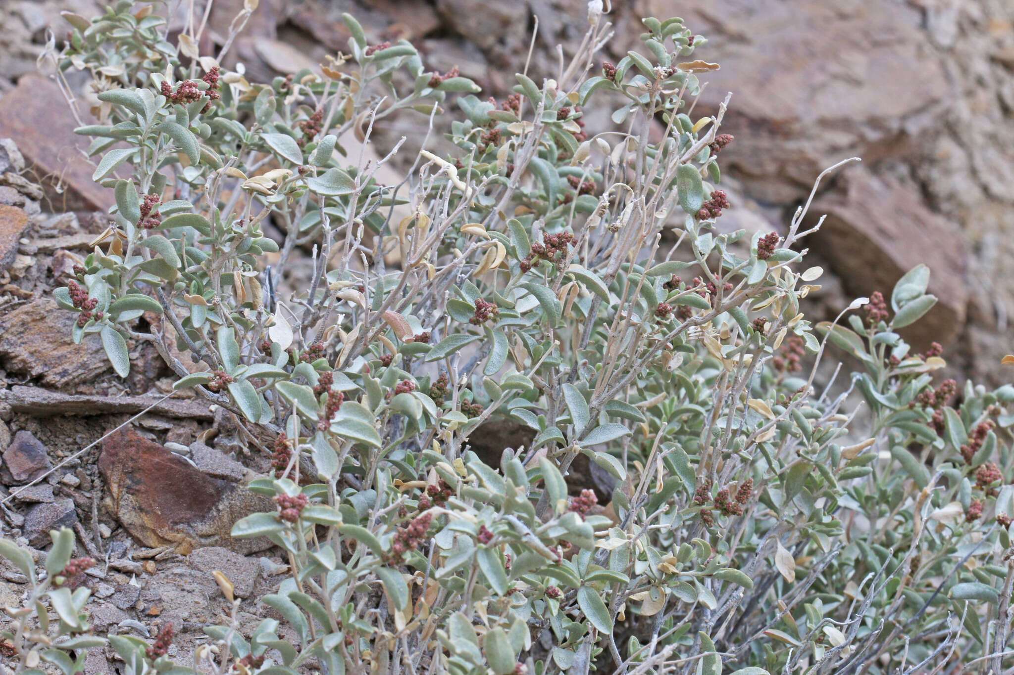 Image de Atriplex garrettii Rydberg