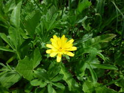 Image of alpine lake false dandelion