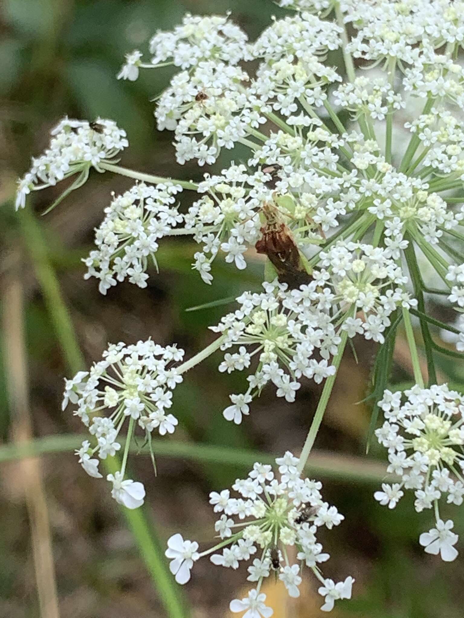 Plancia ëd Phymata pennsylvanica Handlirsch 1897