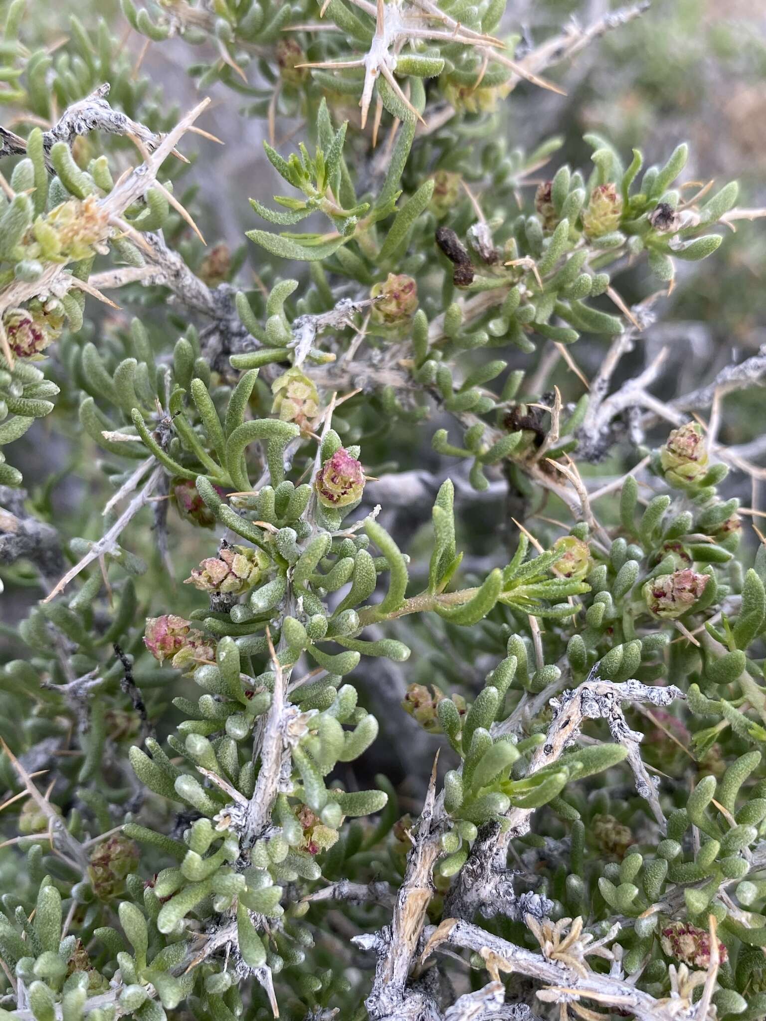 Image of Bailey's greasewood