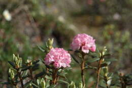 Imagem de Rhododendron adamsii Rehder